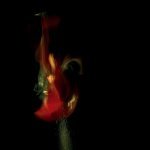 19.Photo du spectacle - "Plic Ploc" Anthony Voisin, Cirque Plume 2004